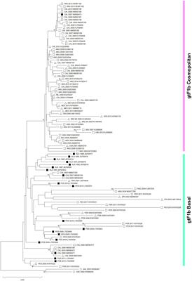 Molecular and biological characterization of hepatitis B virus subgenotype F1b clusters: Unraveling its role in hepatocarcinogenesis